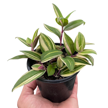 Tradescantia &