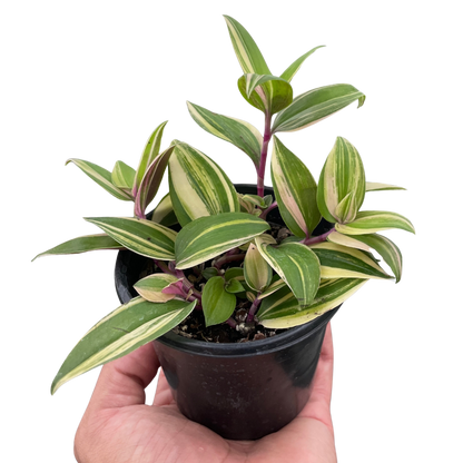 Tradescantia &
