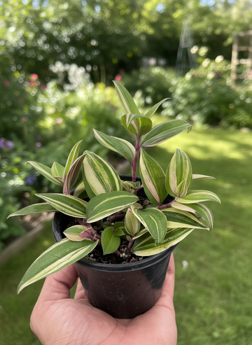 Tradescantia &