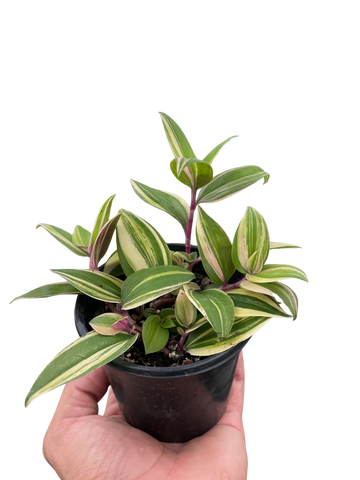 Tradescantia &