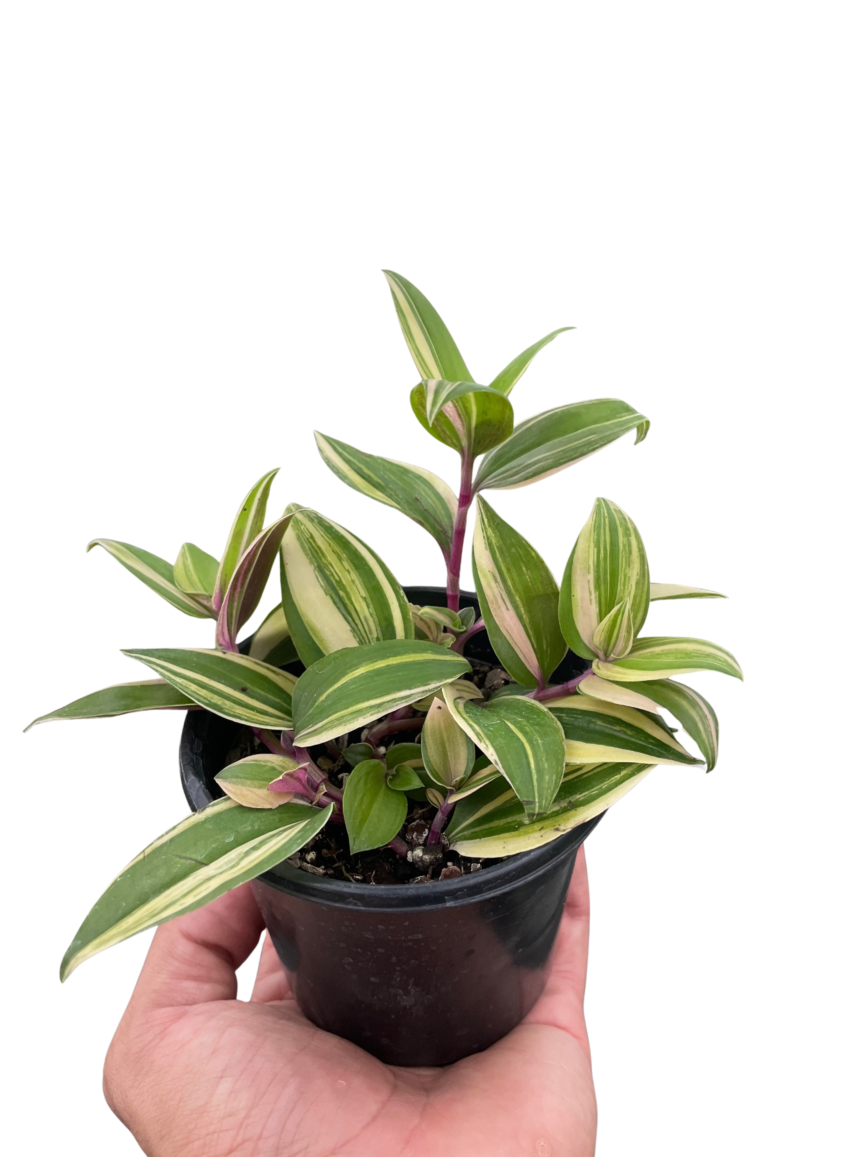 Tradescantia &