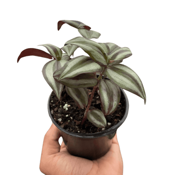 Tradescantia Zebrina &