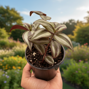 Tradescantia Zebrina &