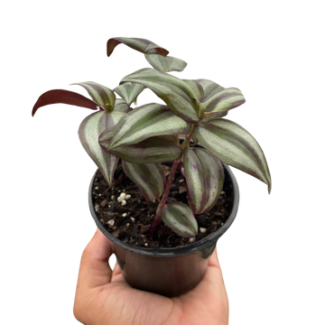 Tradescantia Zebrina &