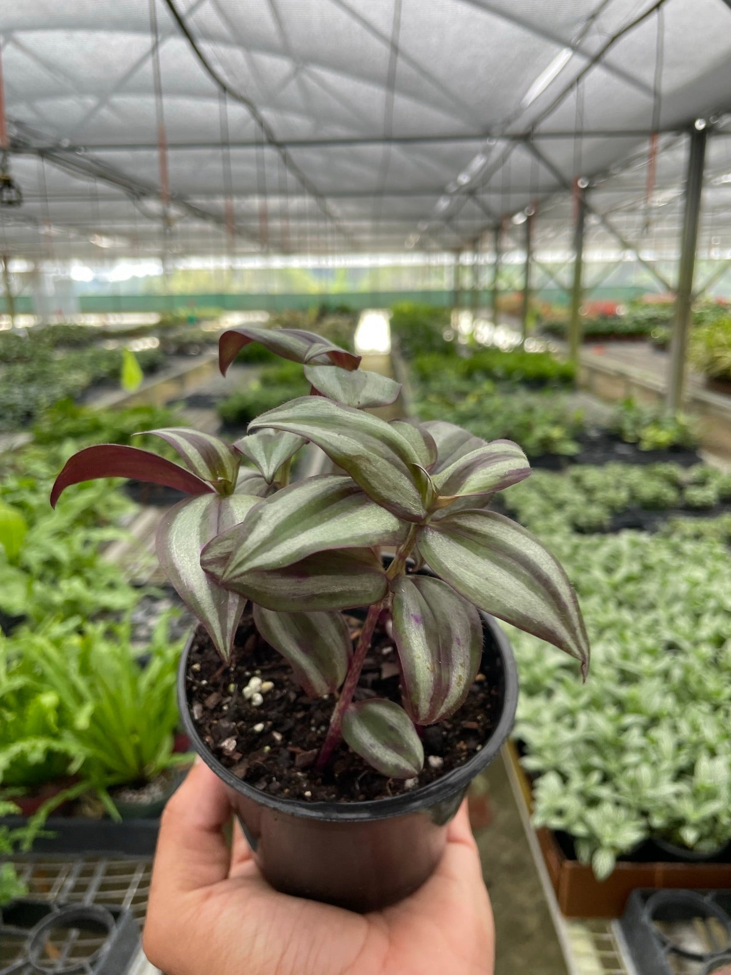 Tradescantia Zebrina &