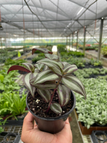 Tradescantia Zebrina &