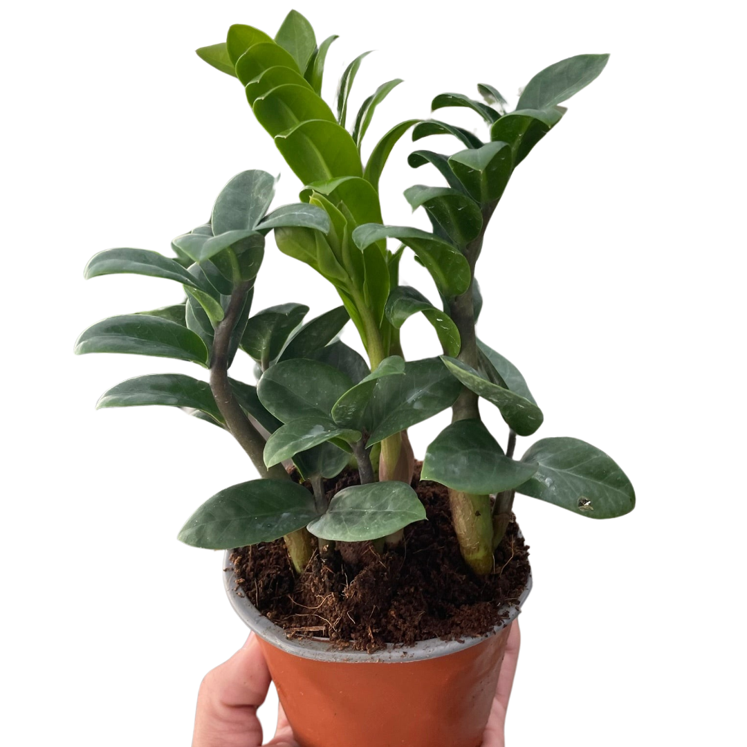 Zamioculcas zamiifolia &
