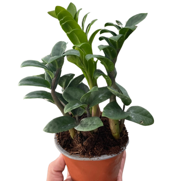 Zamioculcas zamiifolia &