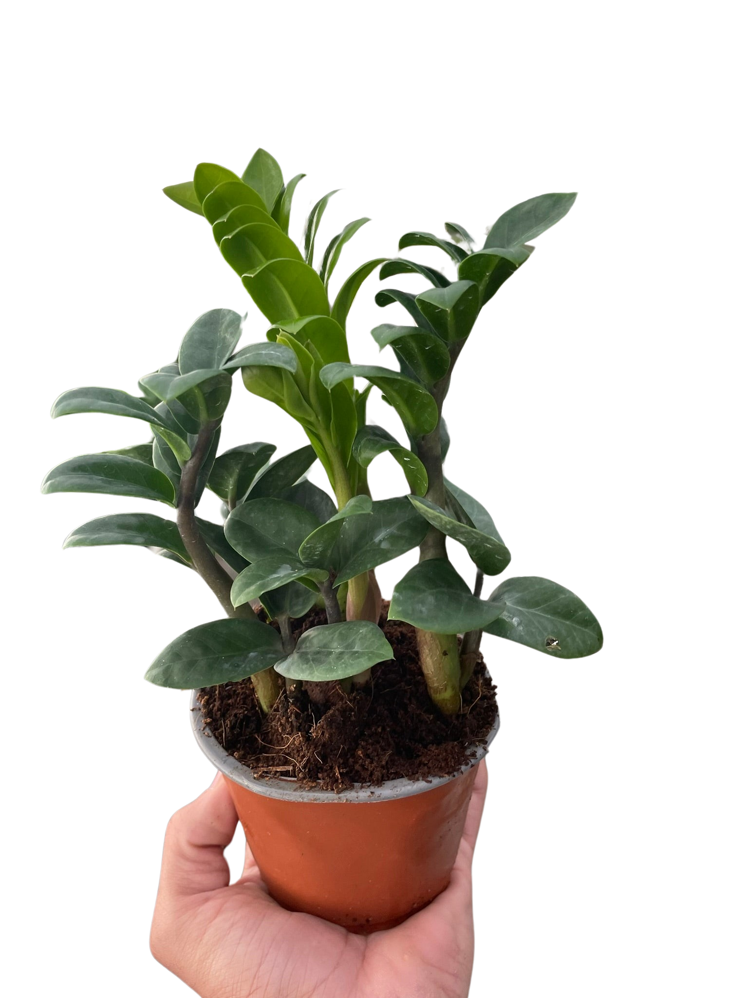 Zamioculcas zamiifolia &