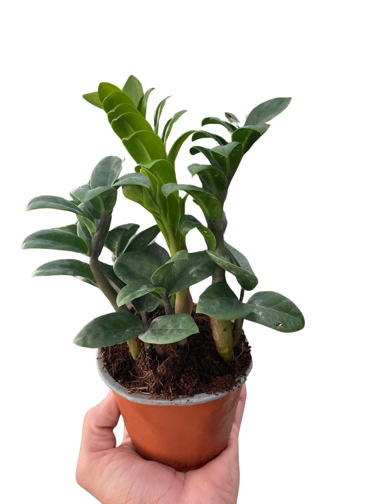 Zamioculcas zamiifolia &