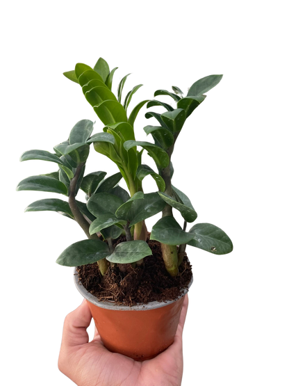 Zamioculcas zamiifolia &