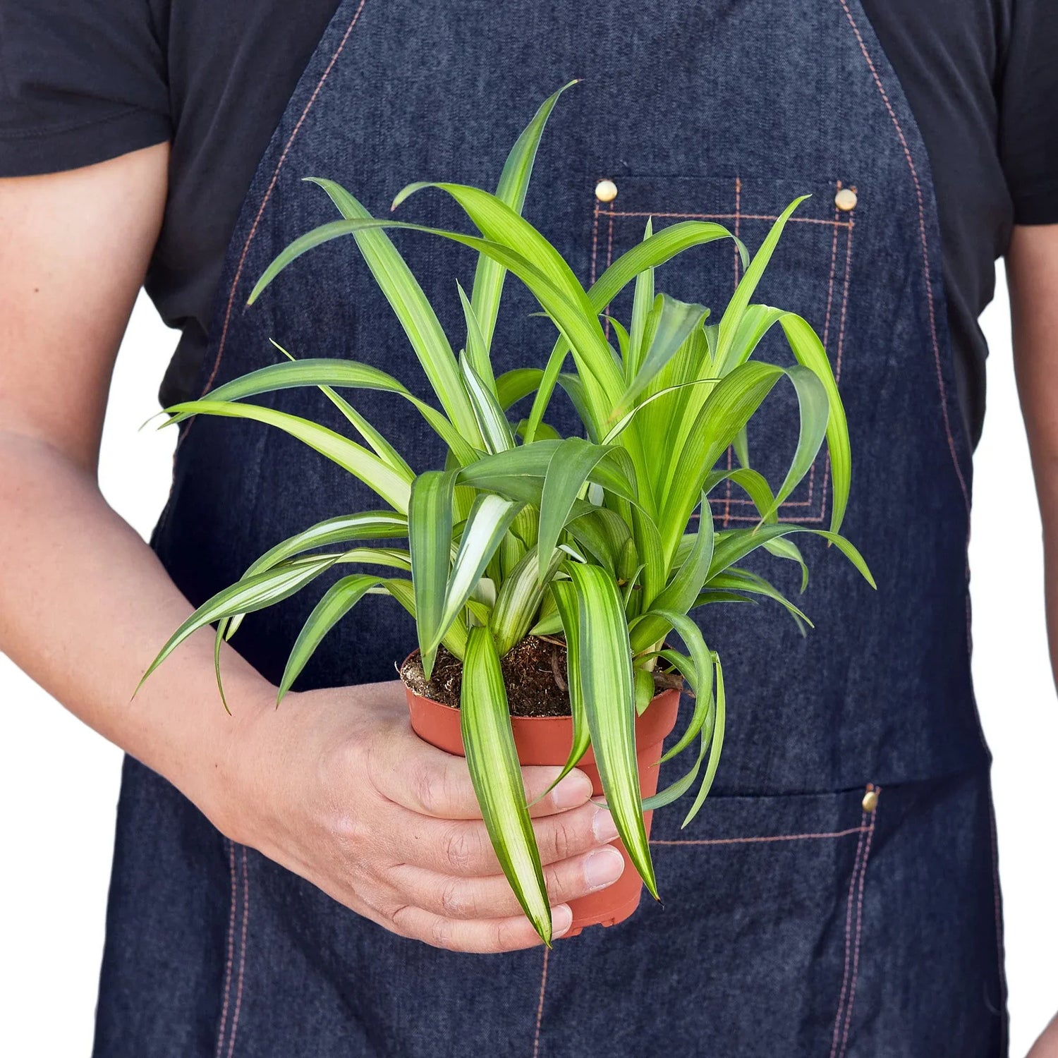 Spider Plant Hawaiian - Ethereal Company-4&quot; Plant