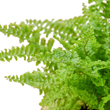 Cotton Candy Fern - Ethereal Company-4&quot; Plant