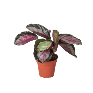Calathea roseopicta &