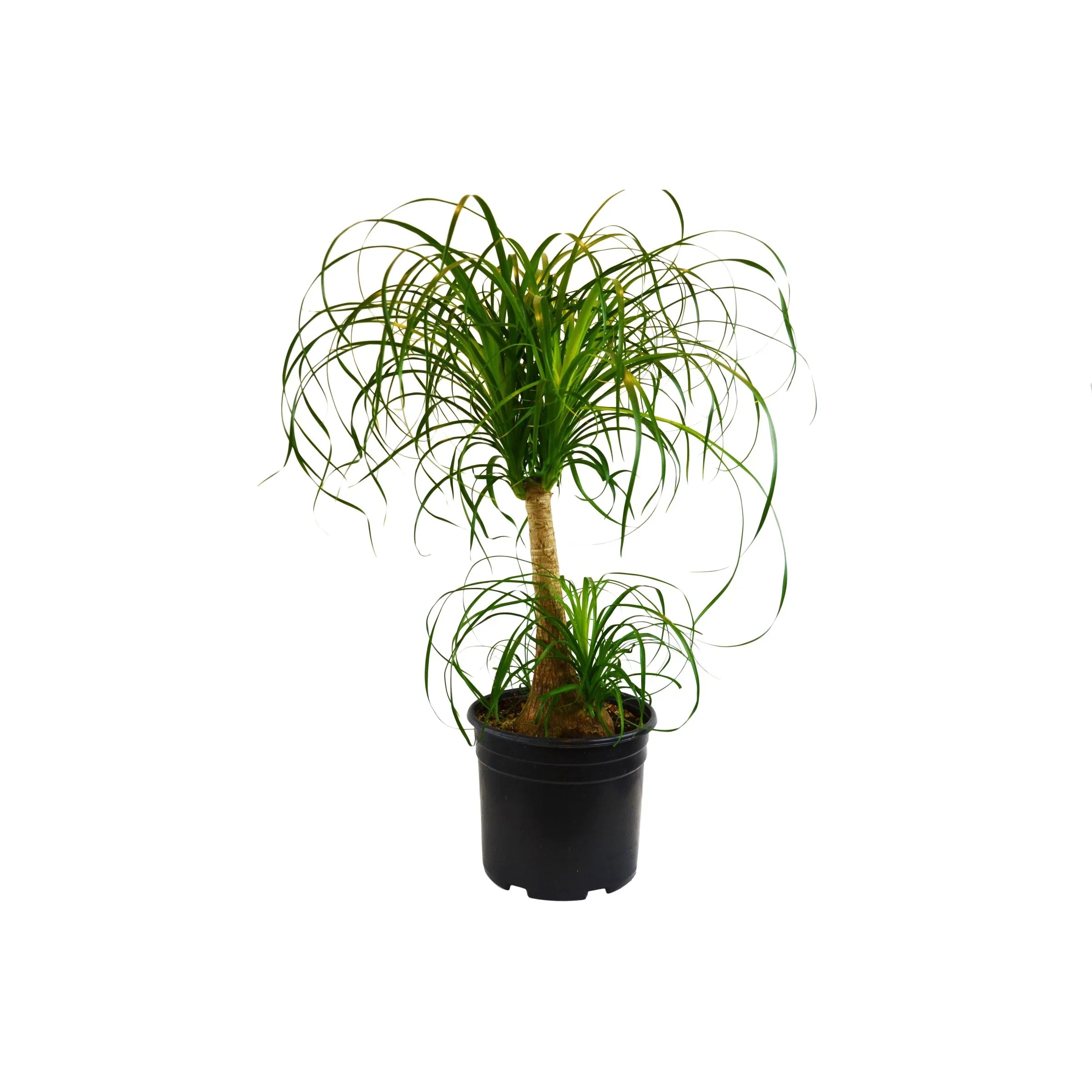 Palm Ponytail - Ethereal Company-Indoor Plants