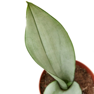 Snake Plant Moonshine - Ethereal CompanyIndoor Plants