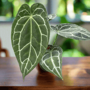 Anthurium Crystallinum - Ethereal Company