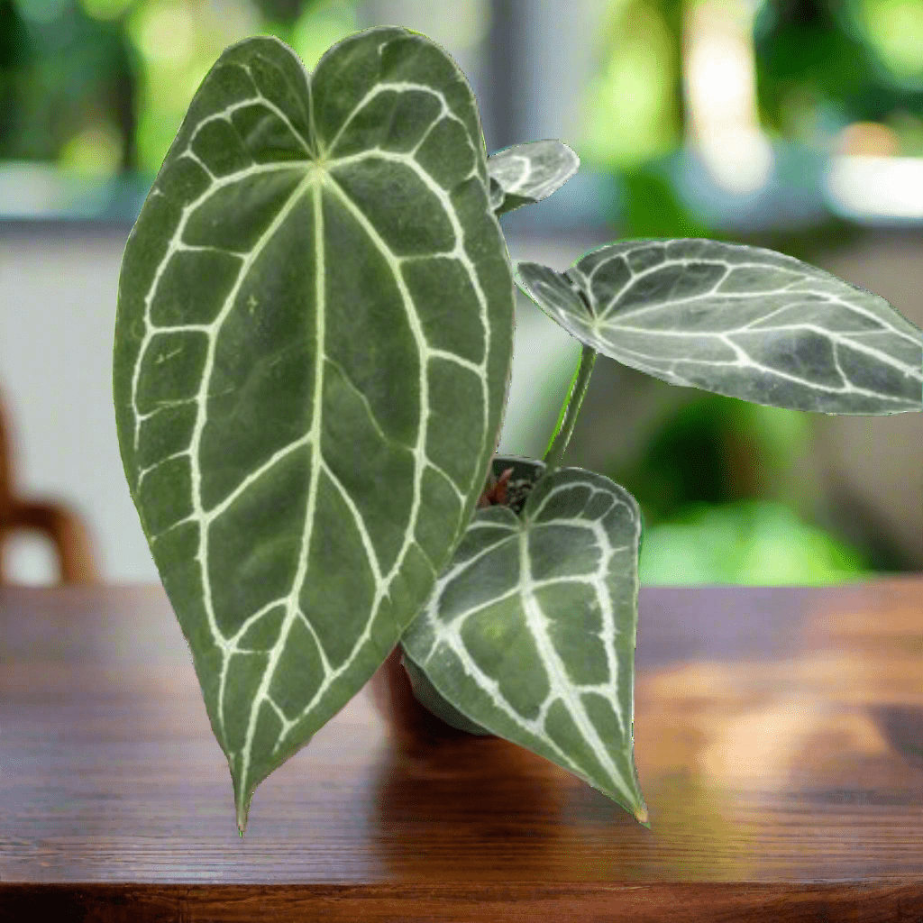 Anthurium Crystallinum - Ethereal Company