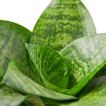 Snake Plant Black Robusta - Ethereal CompanyIndoor Plants