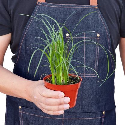 Palm Ponytail - Ethereal Company-Indoor Plants