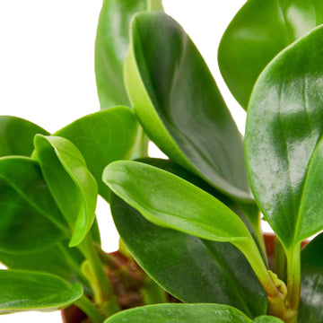 Peperomia Thailand - Ethereal CompanyIndoor Plants