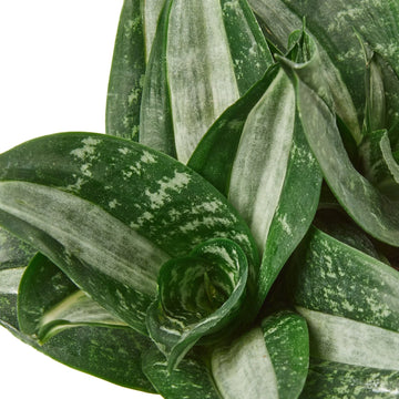 Snake Plant Silver Streak - Ethereal Company-Indoor Plants