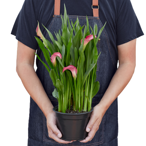 Calla Lily