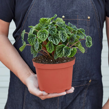 Peperomia &