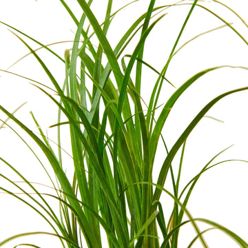 Palm Ponytail - Ethereal Company-Indoor Plants