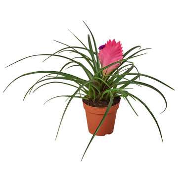 Bromeliad Cyanea &
