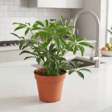 Schefflera Arboricola &