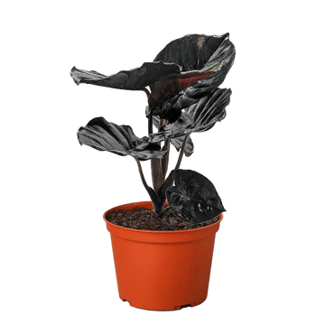 Alocasia &