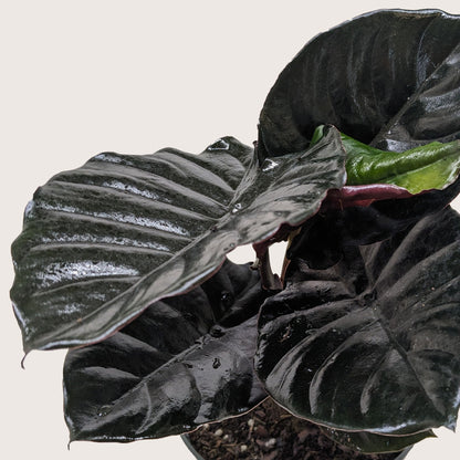 Alocasia &