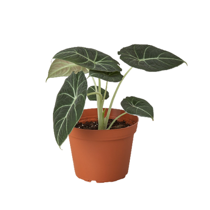 Alocasia Reginula &