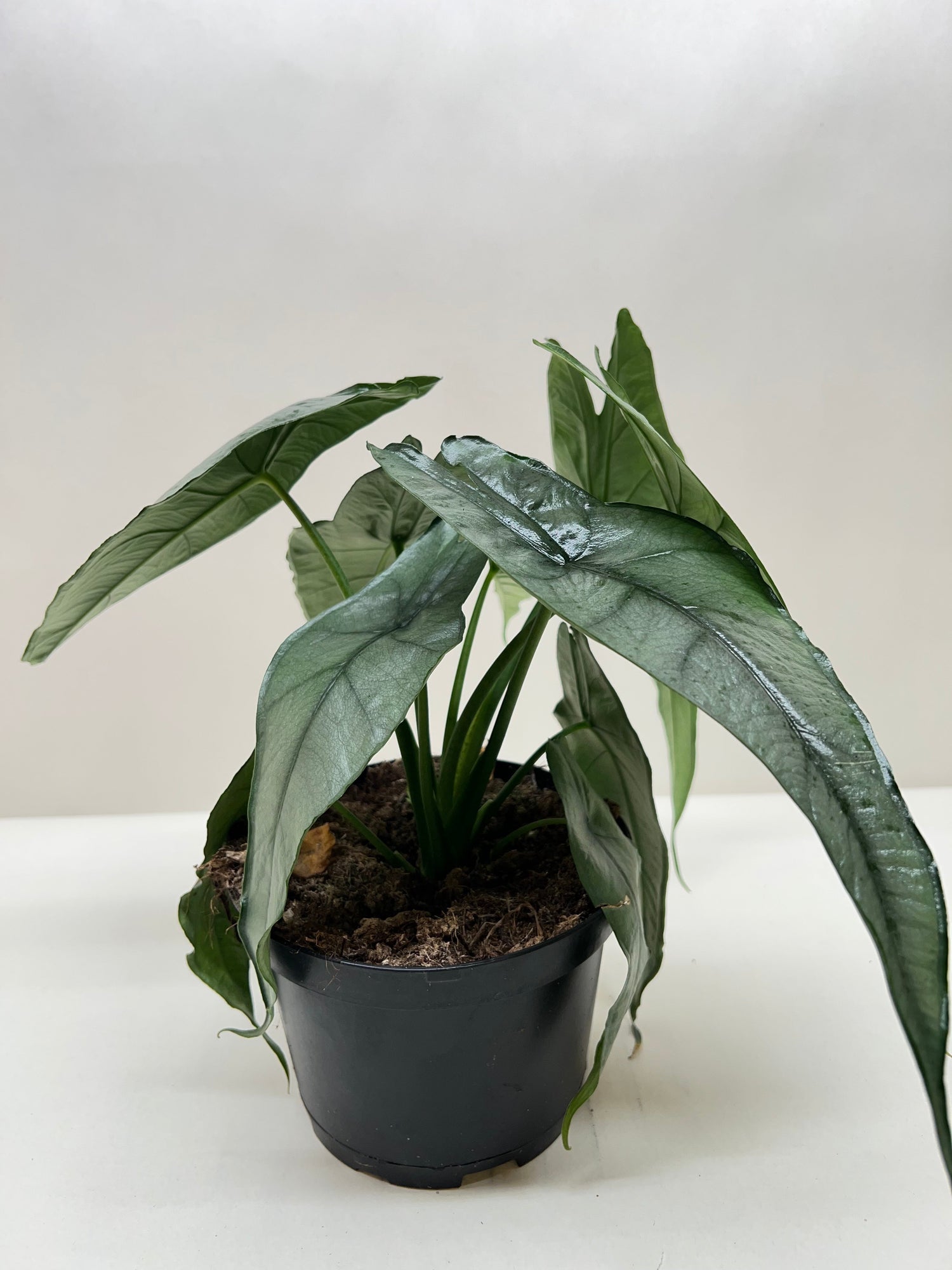 Alocasia &