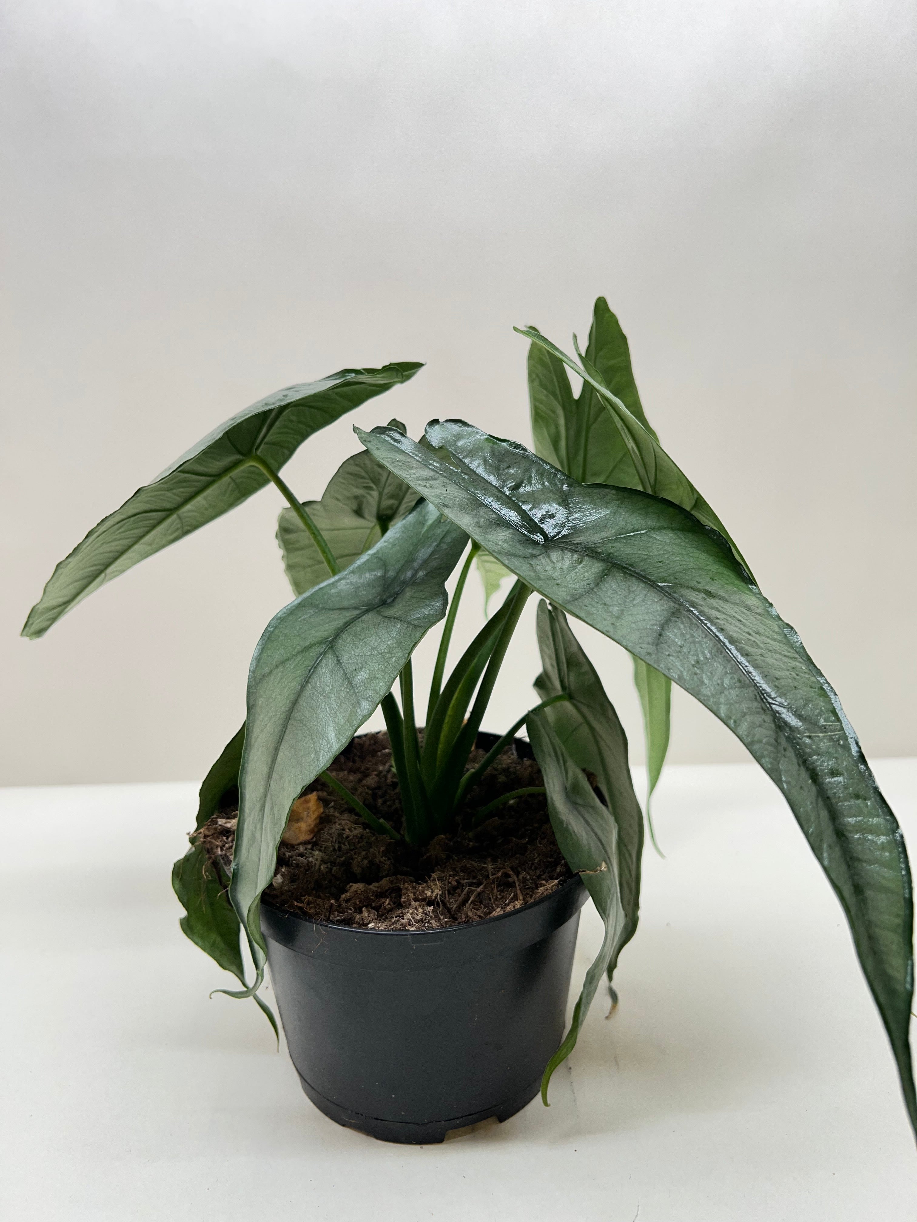 Alocasia &