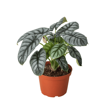 Alocasia Silver Dragon - Ethereal Company
