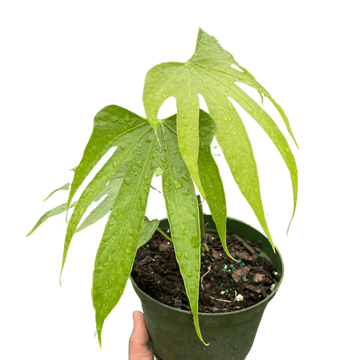 Anthurium Fingers - Ethereal Company-