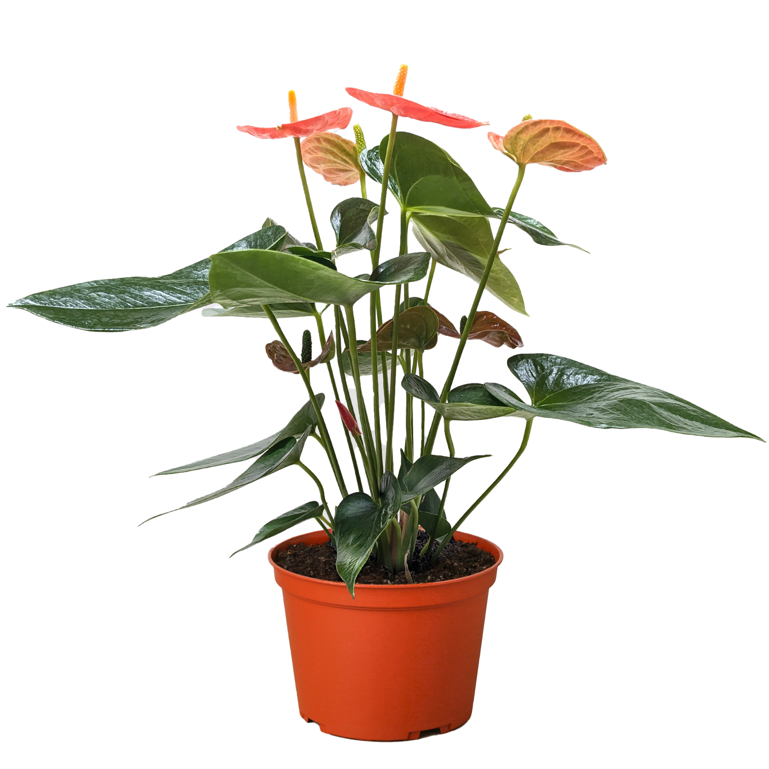 Anthurium &