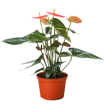 Anthurium &