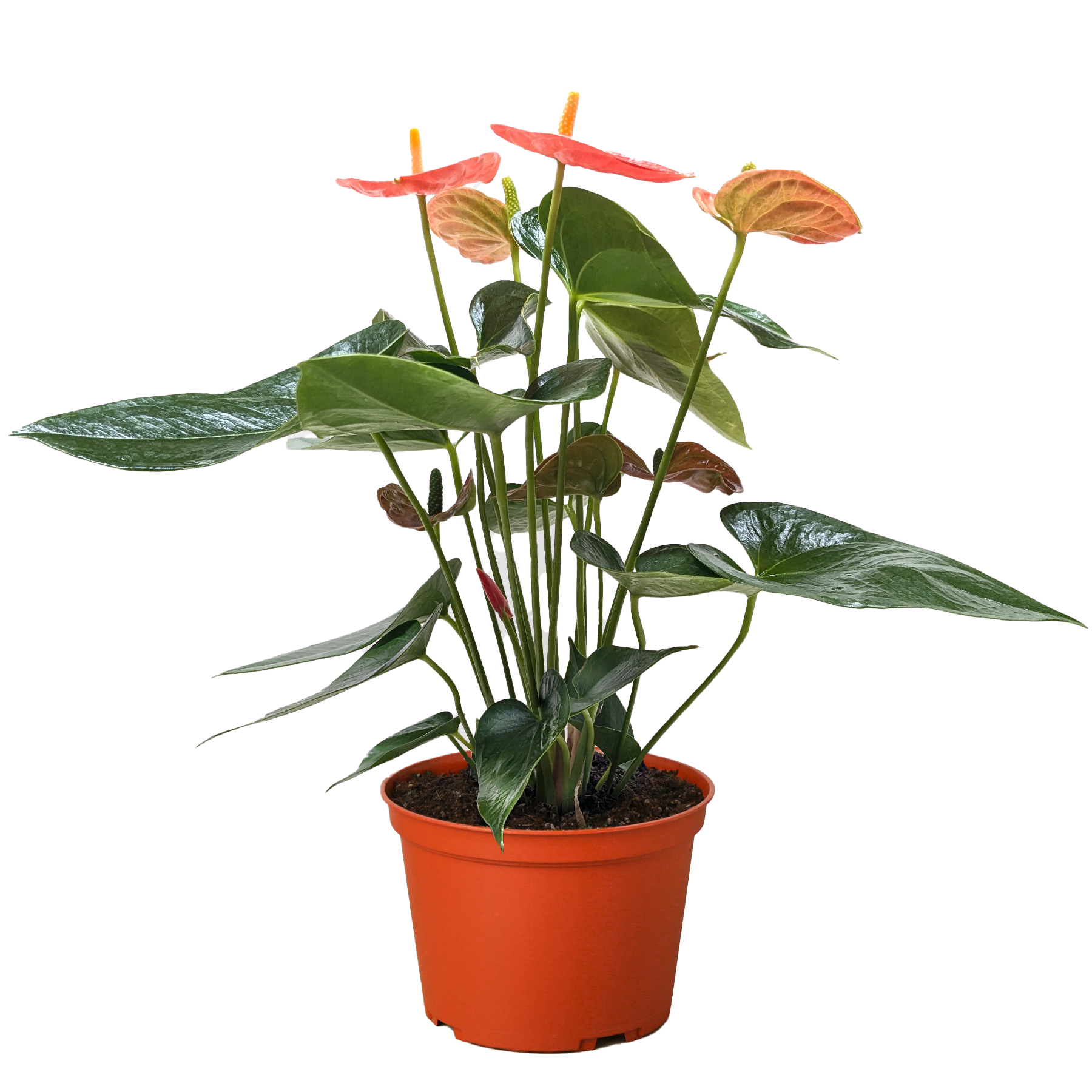 Anthurium &