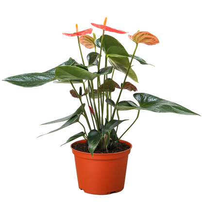 Anthurium &