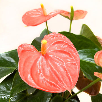 Anthurium &