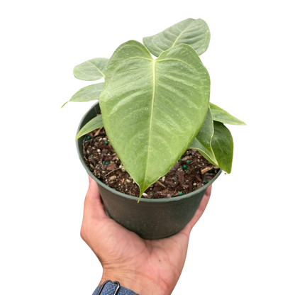 Anthurium &