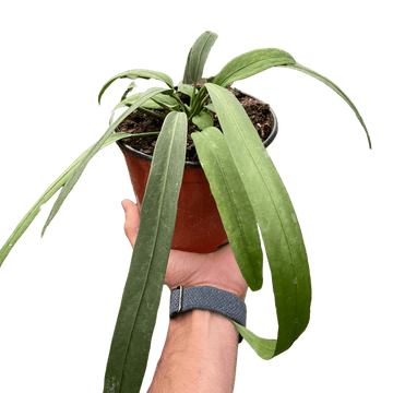Anthurium &