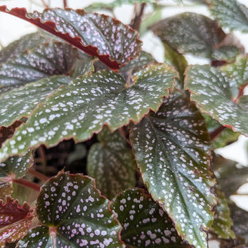 Begonia &