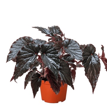 Begonia &