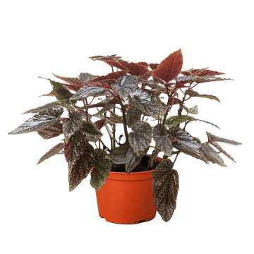 Begonia &
