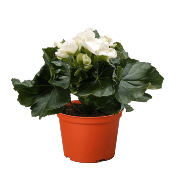 Begonia &