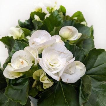 Begonia &